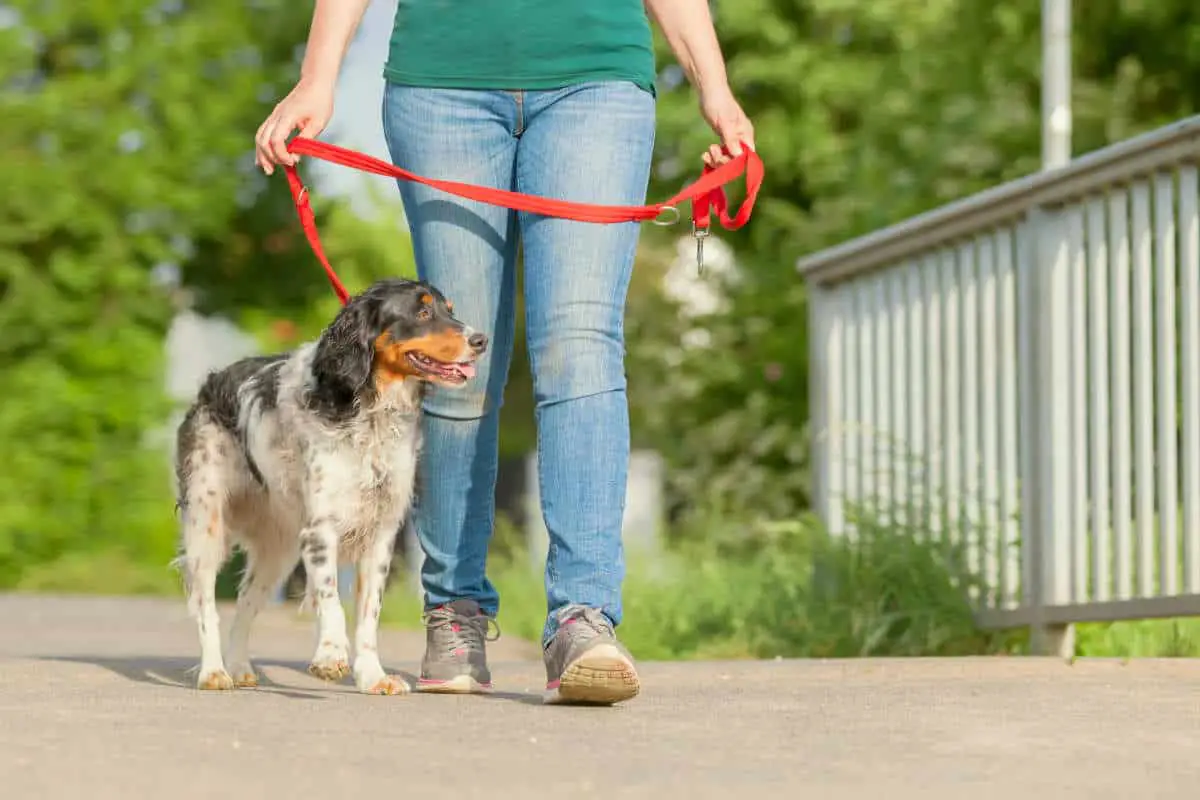 mature woman walking with Brittany dog at the leash on the street | Money-Making Side Hustles | Which One Is Best For You?